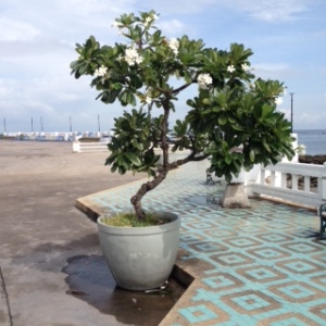 Bang Saen plant in pot on promenade